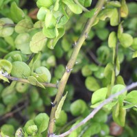 Capparis rotundifolia Rottler